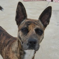 Kika