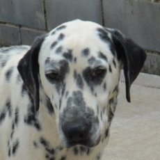 Duke