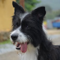 Romeo